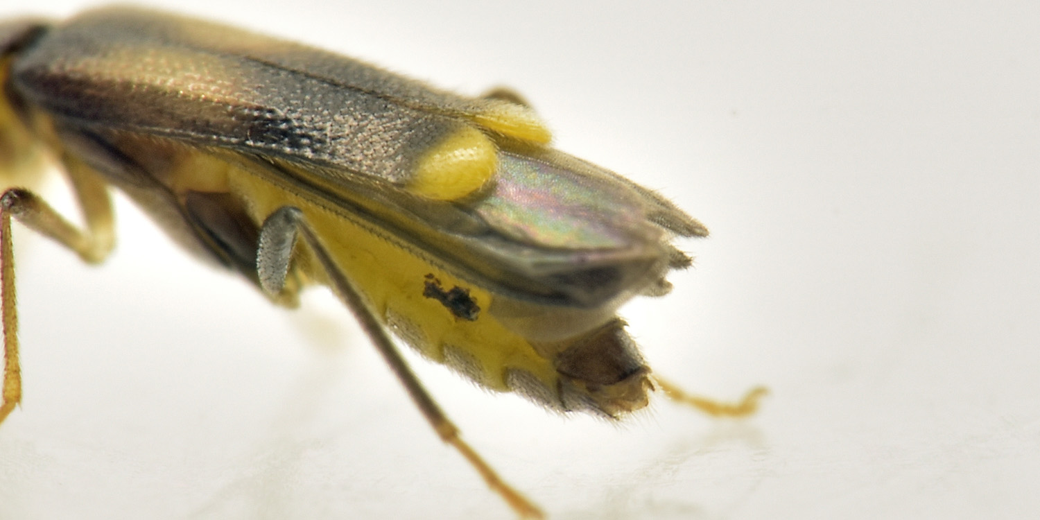 Cantharidae: Malthinus sp.?  S, Malthinus balteatus